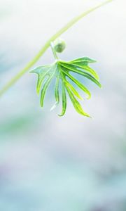 Preview wallpaper twigs, grass, nature, light, leaves