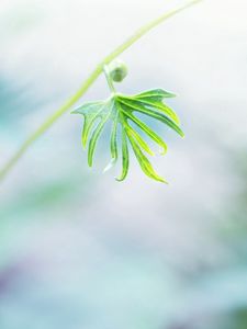 Preview wallpaper twigs, grass, nature, light, leaves