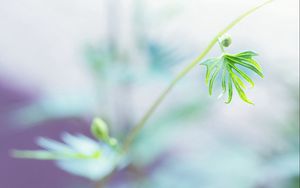 Preview wallpaper twigs, grass, nature, light, leaves