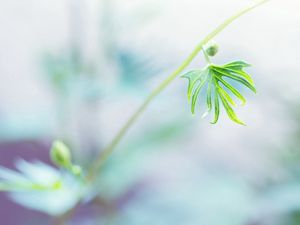 Preview wallpaper twigs, grass, nature, light, leaves