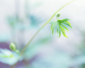 Preview wallpaper twigs, grass, nature, light, leaves