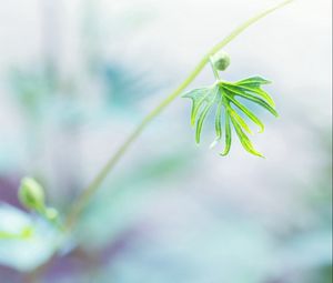 Preview wallpaper twigs, grass, nature, light, leaves