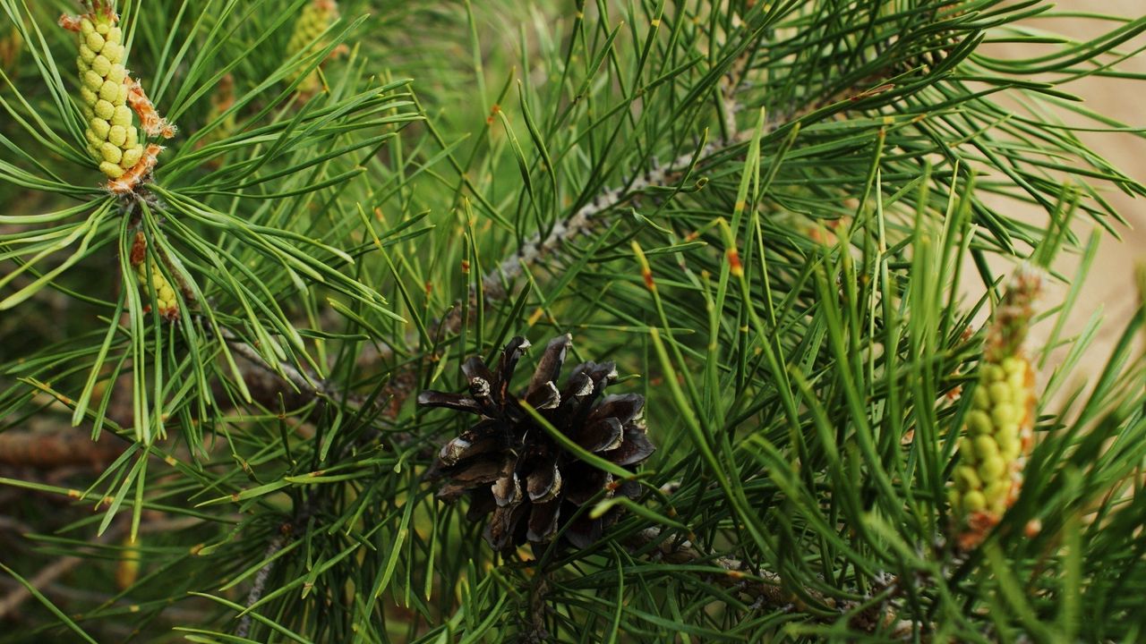 Wallpaper twigs, pine cone, green, spruce