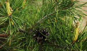 Preview wallpaper twigs, pine cone, green, spruce