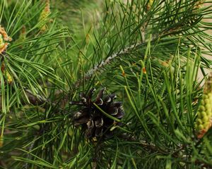 Preview wallpaper twigs, pine cone, green, spruce