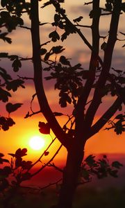 Preview wallpaper twigs, sunset, tree, blur