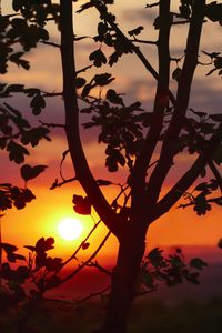 Preview wallpaper twigs, sunset, tree, blur