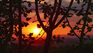 Preview wallpaper twigs, sunset, tree, blur