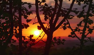 Preview wallpaper twigs, sunset, tree, blur