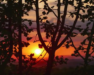 Preview wallpaper twigs, sunset, tree, blur