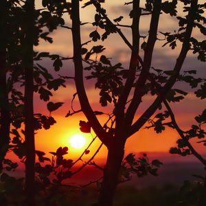 Preview wallpaper twigs, sunset, tree, blur