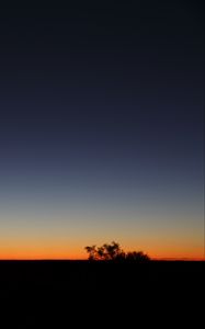 Preview wallpaper twilight, dark, bushes, sky, horizon, gradient