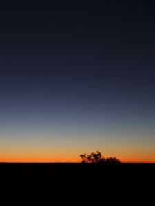 Preview wallpaper twilight, dark, bushes, sky, horizon, gradient