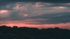 Preview wallpaper twilight, dark, clouds, trees, birds