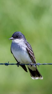 Preview wallpaper tyrannus, bird, wildlife, wire, blur