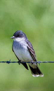 Preview wallpaper tyrannus, bird, wildlife, wire, blur