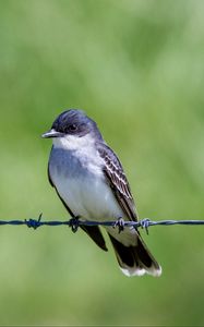 Preview wallpaper tyrannus, bird, wildlife, wire, blur