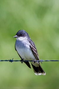 Preview wallpaper tyrannus, bird, wildlife, wire, blur