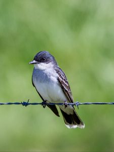 Preview wallpaper tyrannus, bird, wildlife, wire, blur