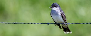 Preview wallpaper tyrannus, bird, wildlife, wire, blur