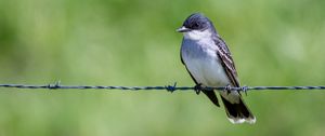 Preview wallpaper tyrannus, bird, wildlife, wire, blur