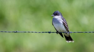 Preview wallpaper tyrannus, bird, wildlife, wire, blur