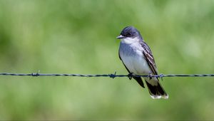 Preview wallpaper tyrannus, bird, wildlife, wire, blur