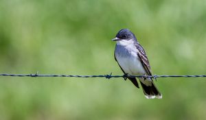 Preview wallpaper tyrannus, bird, wildlife, wire, blur