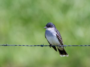 Preview wallpaper tyrannus, bird, wildlife, wire, blur