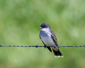 Preview wallpaper tyrannus, bird, wildlife, wire, blur