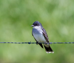 Preview wallpaper tyrannus, bird, wildlife, wire, blur