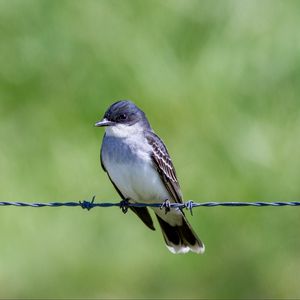 Preview wallpaper tyrannus, bird, wildlife, wire, blur