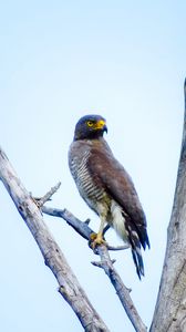 Preview wallpaper tyvik, bird, branch, predator