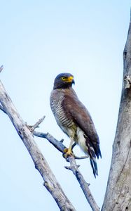 Preview wallpaper tyvik, bird, branch, predator