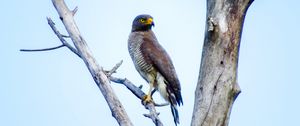Preview wallpaper tyvik, bird, branch, predator