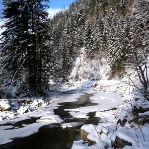 Preview wallpaper ukraine, carpathians, river, snow, trees, fir-trees, winter