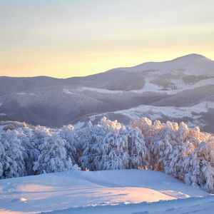 Preview wallpaper ukraine, carpathians, trees, winter, snow, fir-trees, weight