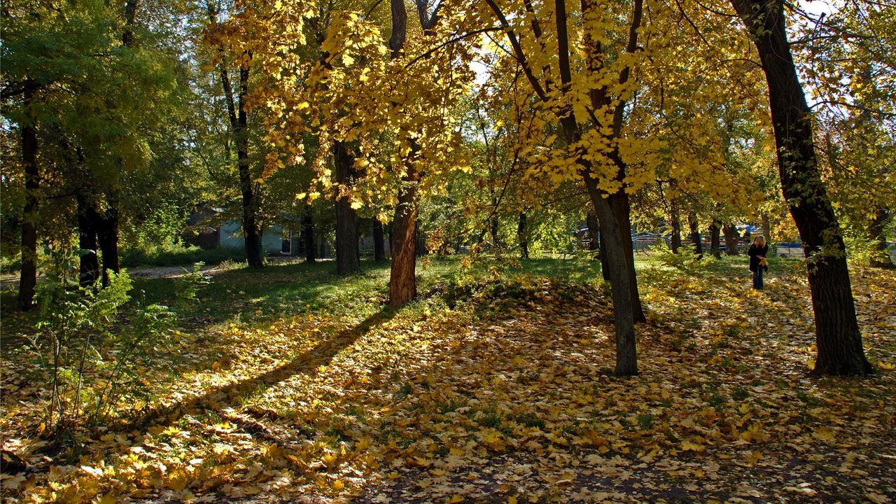 Wallpaper ukraine, dnepropetrovsk, wood, leaf fall, girl, shadows