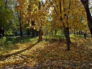 Preview wallpaper ukraine, dnepropetrovsk, wood, leaf fall, girl, shadows