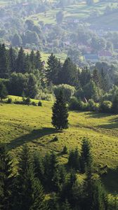 Preview wallpaper ukraine, transcarpathian region, mezhgorsky district pylypets