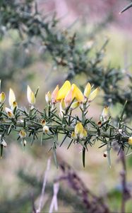 Preview wallpaper ulex, flowers, needles, branch, blur, nature