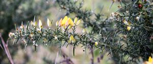 Preview wallpaper ulex, flowers, needles, branch, blur, nature