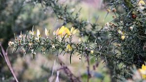 Preview wallpaper ulex, flowers, needles, branch, blur, nature