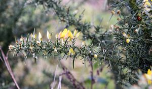 Preview wallpaper ulex, flowers, needles, branch, blur, nature