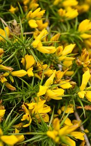 Preview wallpaper ulex, flowers, yellow, petals