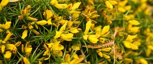 Preview wallpaper ulex, flowers, yellow, petals