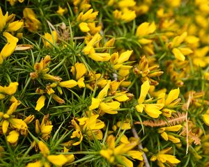 Preview wallpaper ulex, flowers, yellow, petals