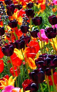 Preview wallpaper ulips, flowers, different, bright, flowerbed, sunny