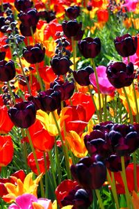 Preview wallpaper ulips, flowers, different, bright, flowerbed, sunny