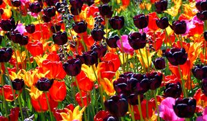 Preview wallpaper ulips, flowers, different, bright, flowerbed, sunny